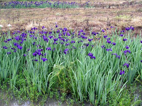 Shades of purple Louisiana Iris